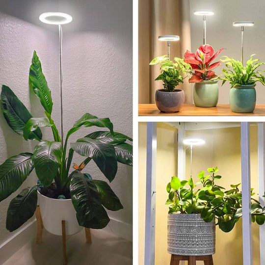 Neuheiten - Pflanzenlicht für Zuhause
