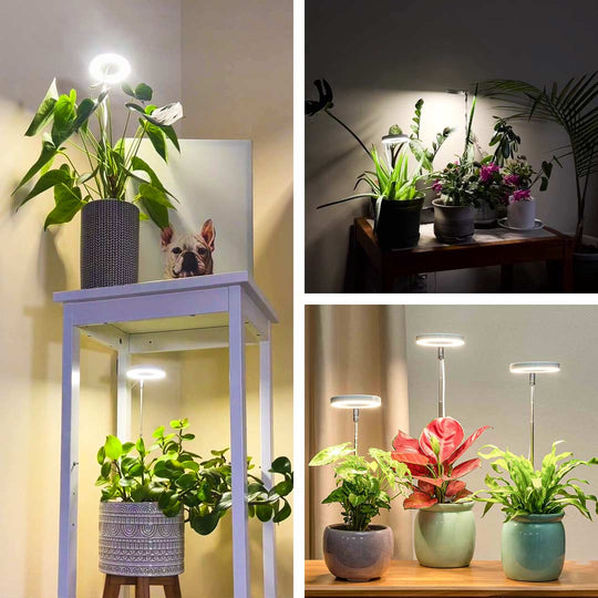 Neuheiten - Pflanzenlicht für Zuhause